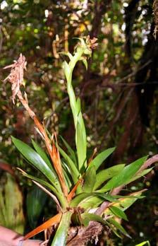 Examples of some of these include Tillandsia bulbosa that grows in Costa Rica from sea level to 1350 meters and is
