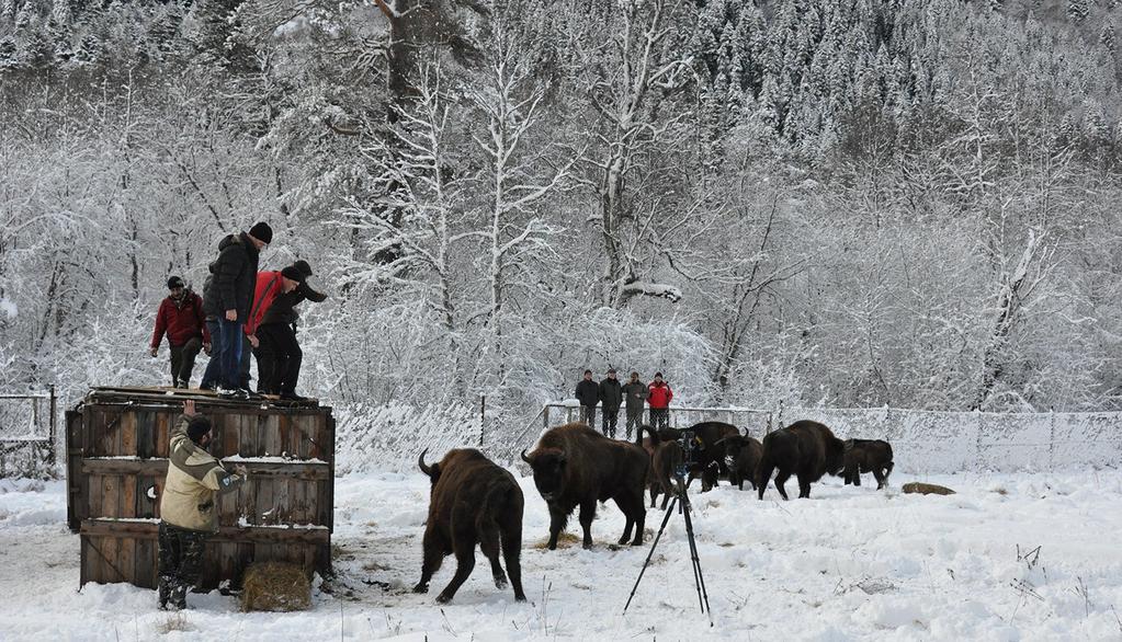 WWF Russia. R. Mnatsekanov WWF brings bison to the Caucasus Mountains The bison is the largest land mammal in Europe, and the continent s only wild bull that survived to the present day.
