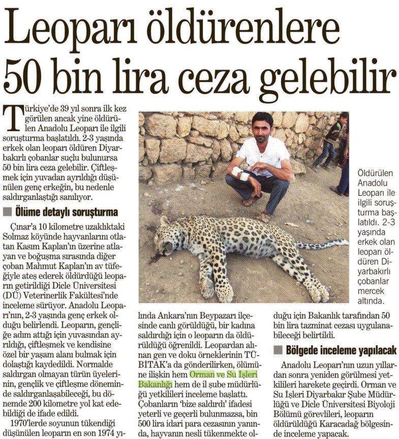 What about leopard's right to live? The leopard, which used to be present throughout the Caucasus Ecoregion is now a critically endangered species.