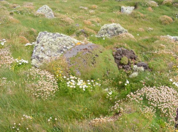 The Glasgow Naturalist (online 2012) Volume 25, Part 4. Xx-xx Vegetation and site florulas of islands in West Loch Roag, Outer Hebrides Paul A.