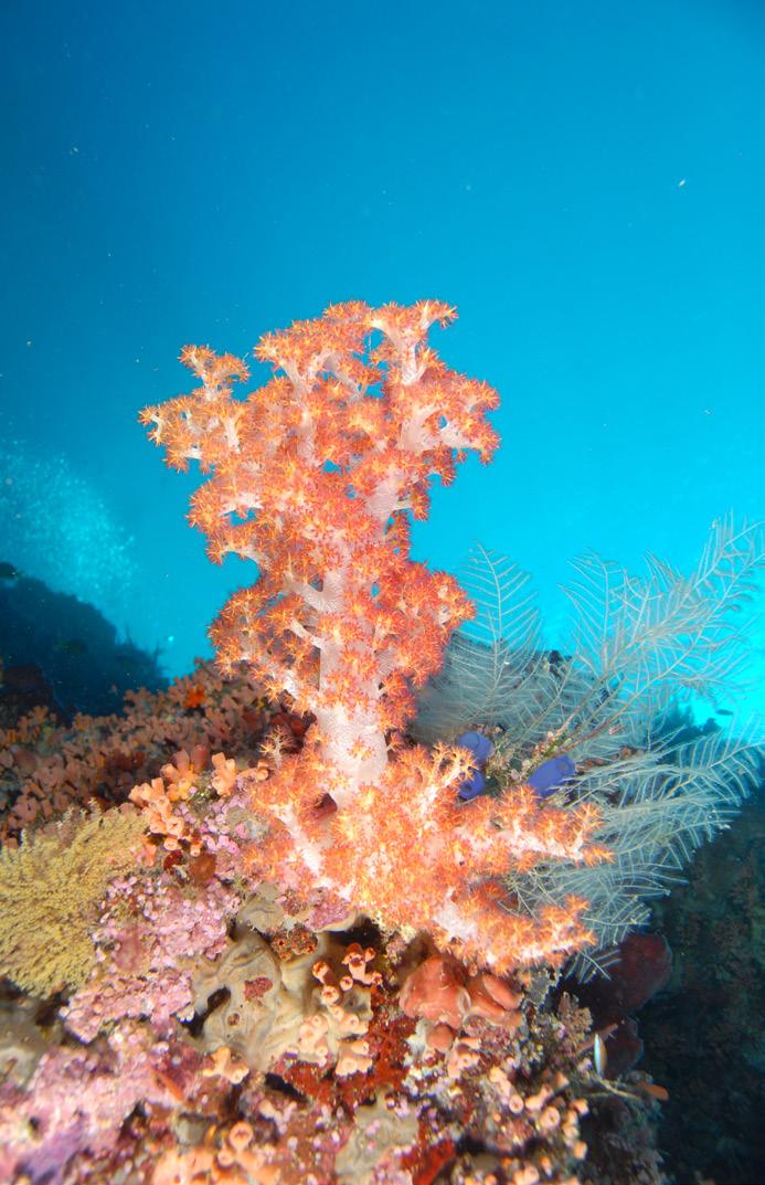 Threats from human induced factors will weakens resilience of coral reefs and related ecosystems towards impact from climate change especially sea surface temperature