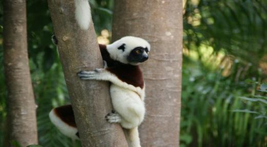 It is the home to the beautiful Coquerel s sifaka as well as 7 other species of lemurs (inc.
