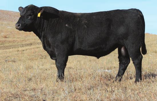 LOT 37 38 RAVN D6008 Category 1A 100% DOB 3/21/16 UNIDENTIFIED REGISTERED SIRE RED SIX