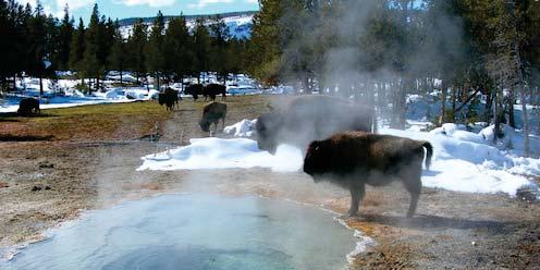 DAY 2: Yellowstone National Park Meal(s) Included: Breakfast, Lunch and Dinner Accommodations Old Faithful Snow Lodge Breakfast at the Lodge Wake up to a delicious breakfast and get ready for your