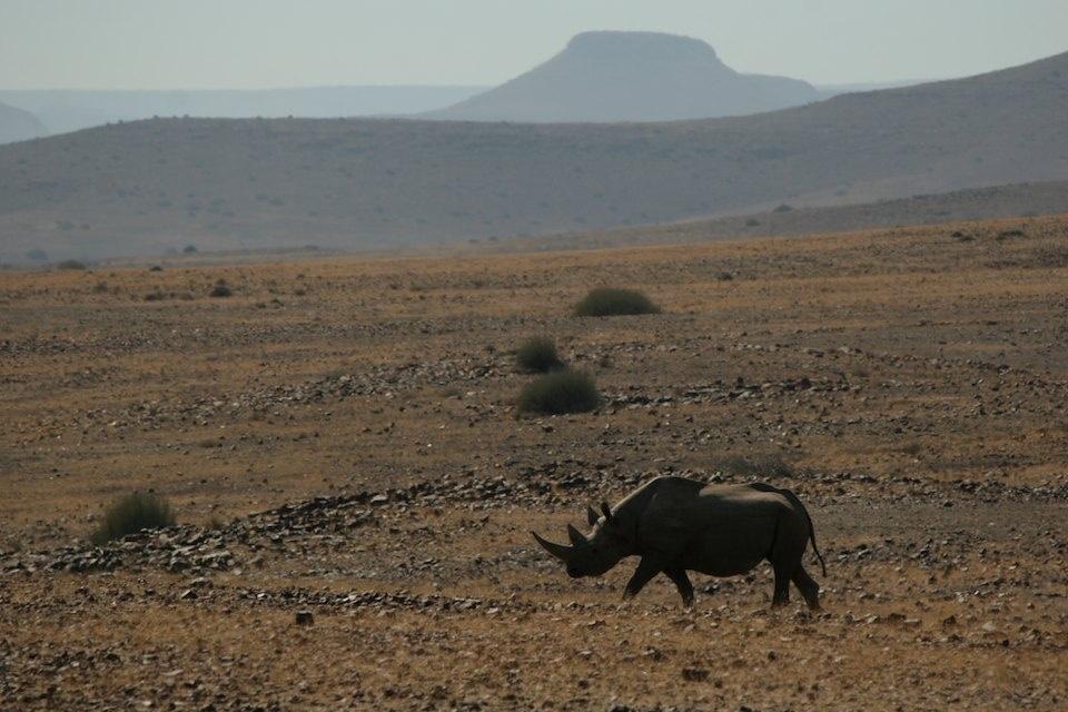 PALMWAG RESERVE, DAMARALAND Desert Rhino Camp is in the heart of the dramatic mountainous and stony desert known as Damaraland, on the million acre, private Palmwag Reserve.