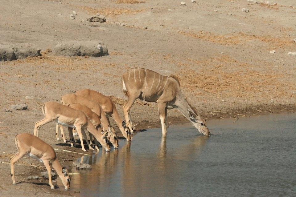 ETOSHA NATIONAL PARK 2½ hours flight from Windhoek. This is Namibia s most popular game viewing national park, and covers an area of 22.000 kms 2.