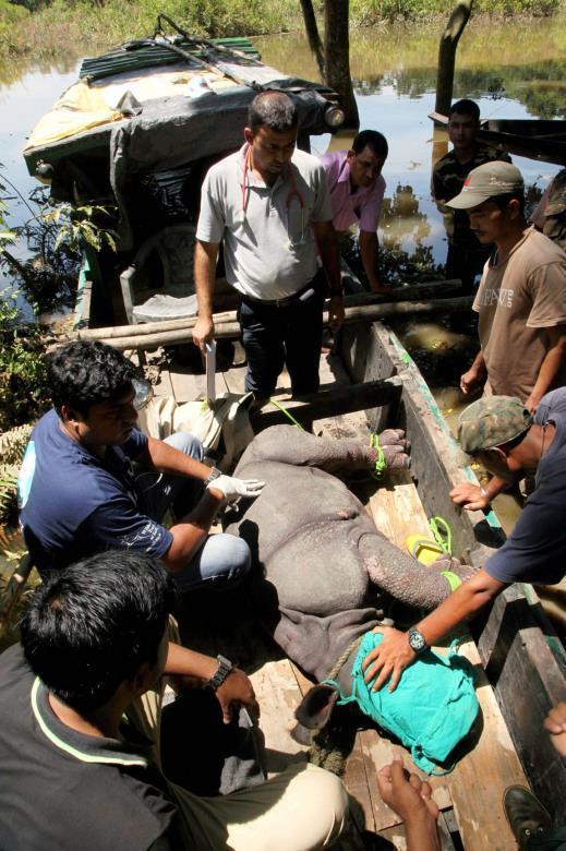 A male rhino calf being rescued by a CWRC mobile veterinary team. Photo courtesy of Press Trust of India.