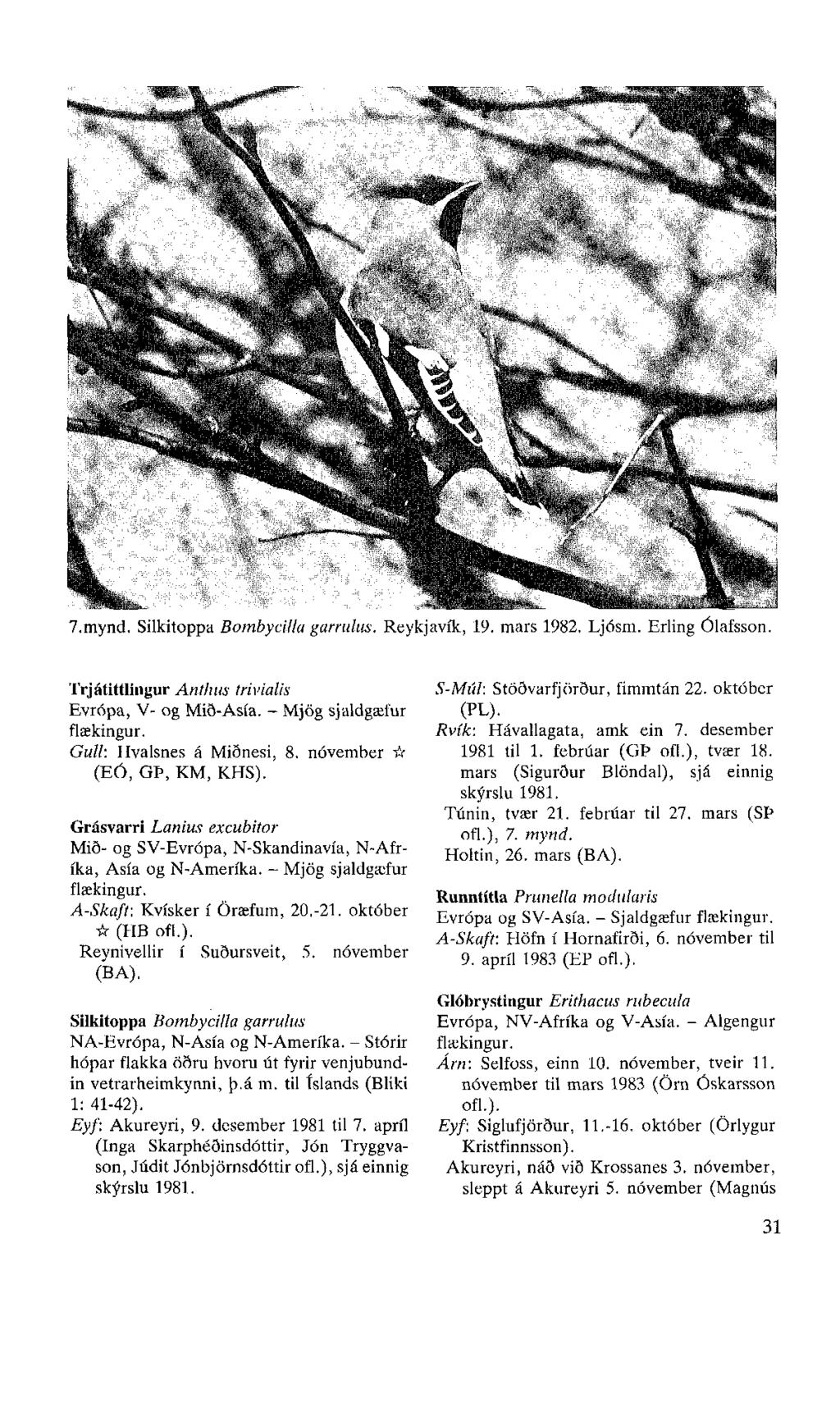 7.mynd. Silkitoppa Bombycilla garrulus. Reykjavík, 19. mars 1982. Ljósm. Erling Ólafsson. Trjátittlingur Anthus trivialis Evrópa, V- og Mið-Asía. - Mjög sjaldgæfur flækingur.