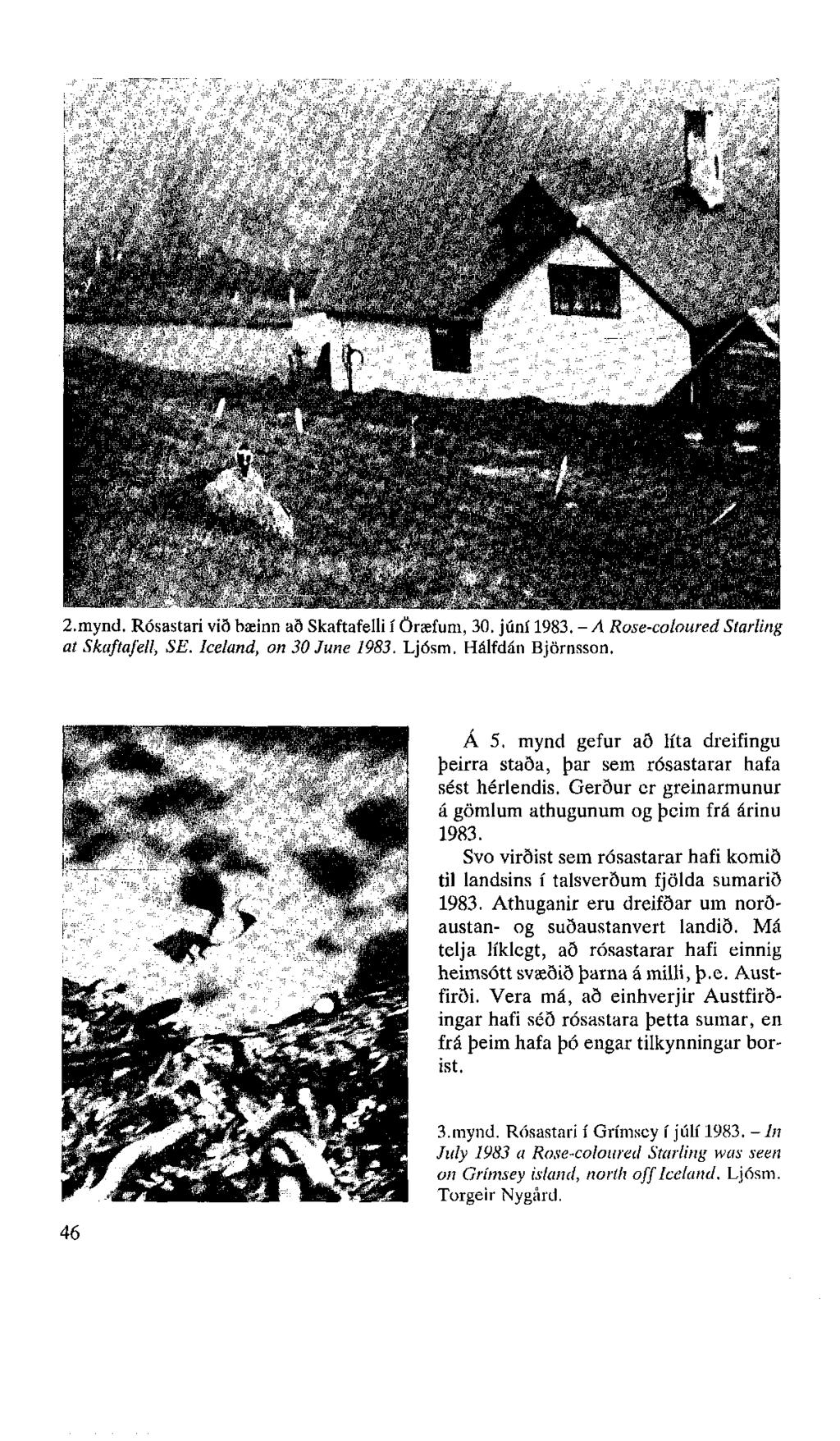 2.mynd. Rósastari við bæinn að Skaftafelli í Öræfum, 30. júní 1983. - A Rose-coloured Starling at Skaftafell, SE. Iceland, on 30 June 1983. Ljósm. Hálfdán Björnsson. Á 5.