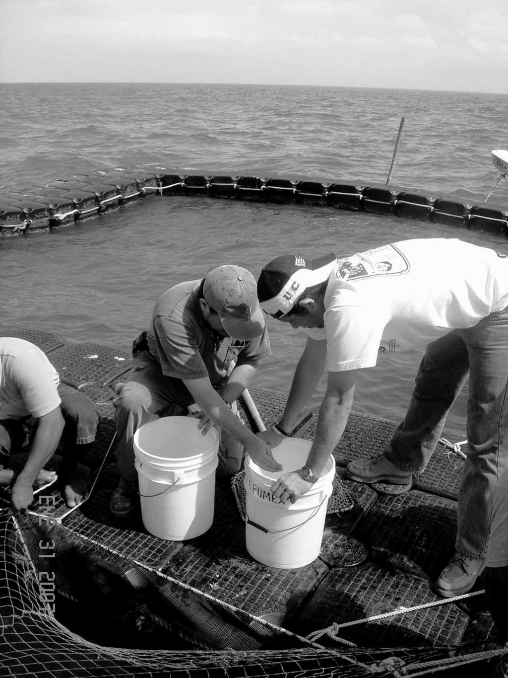 Gulf of Mexico Science, Vol. 28 [2010], No. 1, Art. 4 20 GULF OF MEXICO SCIENCE, 2010, VOL. 28(1 2) Fig. 3. Marine aquaculture, a topic of research at EPOMEX.