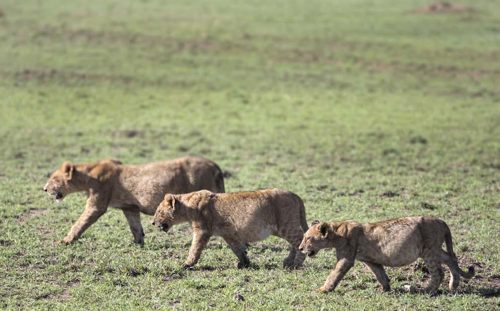 TANZANIA 10 DAY SOLOS TOUR: 3RD - 12TH JUNE 2019 Day 1 - Monday 3rd June 2019 Arusha, Tanzania (D) Arrive Arusha during the day. Arusha is the heartland of safaris into Tanzania.