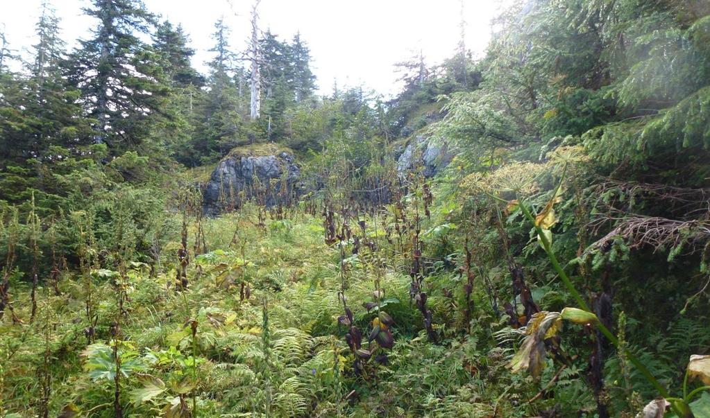 The calcareous substrate, high elevation and geographic proximity to glacial refugia (e.g. Queen Charlotte Islands) provides unique habitat for rare taxa, regional endemics and disjunct species (Jaques 1973).