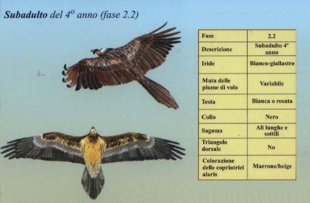 For identification and to harmonise age determination an identification booklet (produced by the Natural History Museum of Crete / University of Crete and the Hellenic Ornithological Society) was