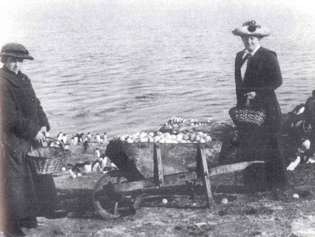 Penguin egg collecting South Africa, early 20th century