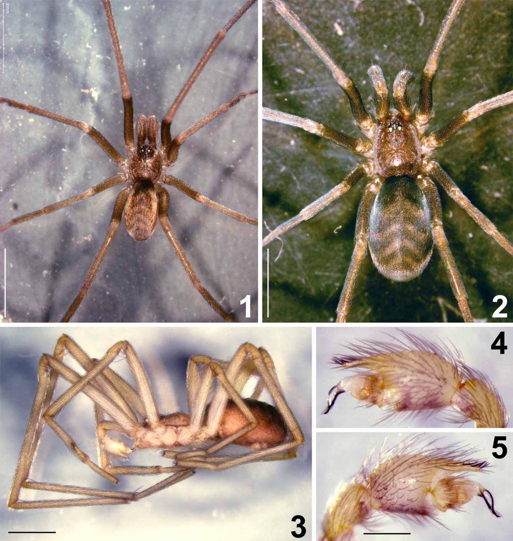 Pikelinia tambilloi; Mello-Leitão, 1946: 47; Roewer 1954: 1282 (Pikeliana, lapsus); Ramírez & Grismado, 1997: 331 (description of female).