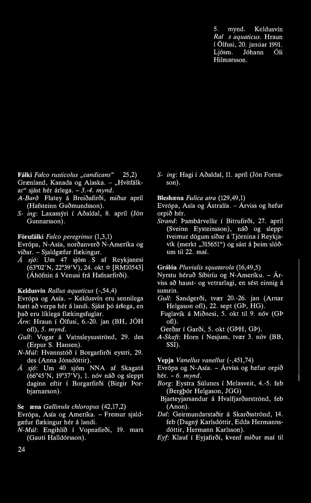 5. mynd. Keldusvín Rallus aquaticus. Hraun í Ölfusi, 20. janúar 1991. Ljósm. Jóhann Óli Hilmarsson. Fálki Falco rusticolus candicans""""(-25,2) Grænland, Kanada og Alaska.