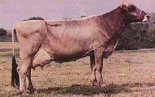 Iako se ta pasmina u Hrvatskoj najviše drži u Gorskome kotaru, Dalmaciji, Lici i Istri, također se nekoliko desetaka krava nalazi i kod proizvođača u