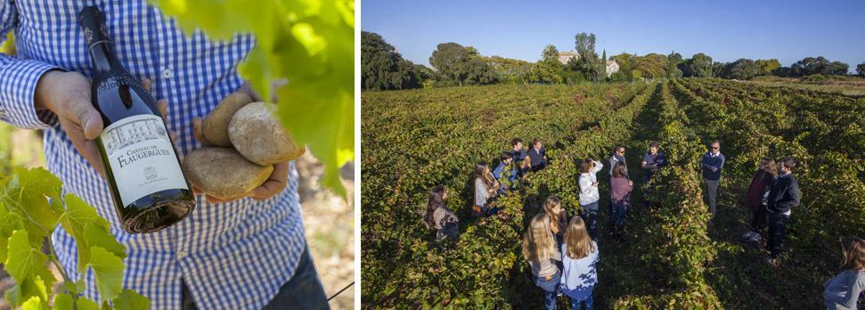 Wine tasting Discover the secrets of French terroir!