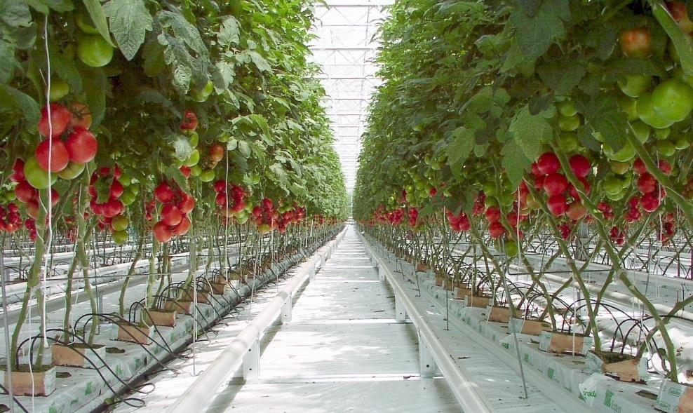 Idealna koncentracija CO 2 u staklenicima je 0,06-0,12 % (ovisno o sorti i godišnjem dobu). Ovo se pokazalo učinkovito u proizvodnji rajčica, krastavaca, jagoda i cvijeća (ruža, gerbera i orhideja).