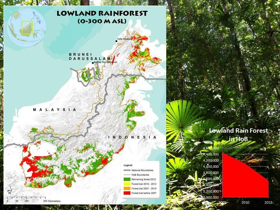 Example 1: Lowland rainforests of the HoB Historically about a quarter of the HoB area was covered by lowland rainforests. In 2007 still 71% of the original area remained (4.46 million ha).