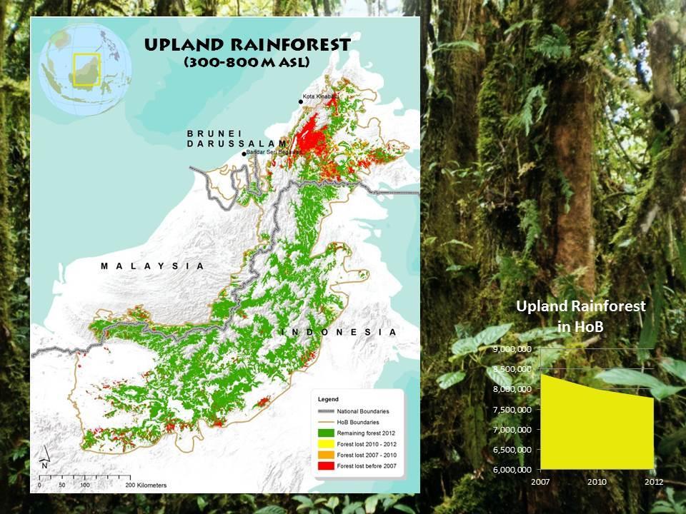 Example 2: Upland rainforests of the HoB Upland rainforest is the largest ecosystem of the HoB, historically covering about 40% of the total land area.
