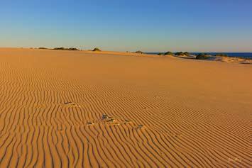 Dunes - Myall Lakes NP, NSW