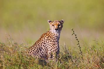 Leopard - Masai
