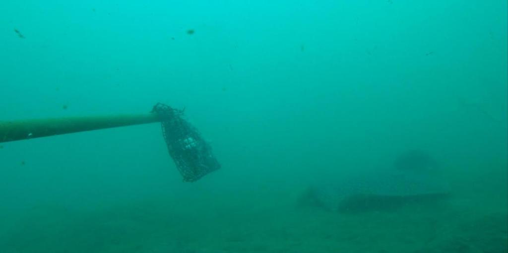 underwater video