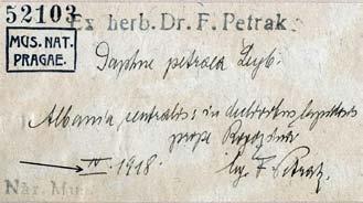 also by the latter as Daphne petraea Leybold. The specimen was deposited in the National Museum in Prague (herbarium acronym PR, Fig. 16). Halda included D.