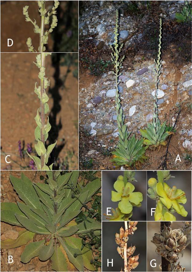 Phytol. Balcan. 23(3) Sofia 2017 441 Fig. 27. Verbascum corinthiacum: A. habit; B. basal leaves; C. cauline leaves; D.