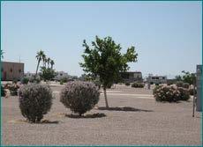 accessible, and emergency phone. Pets welcome. Rate: $40 4555 W. Tonto Rd. Eloy, AZ 85131 866.502.4700 info@desertvalleyrvresort.