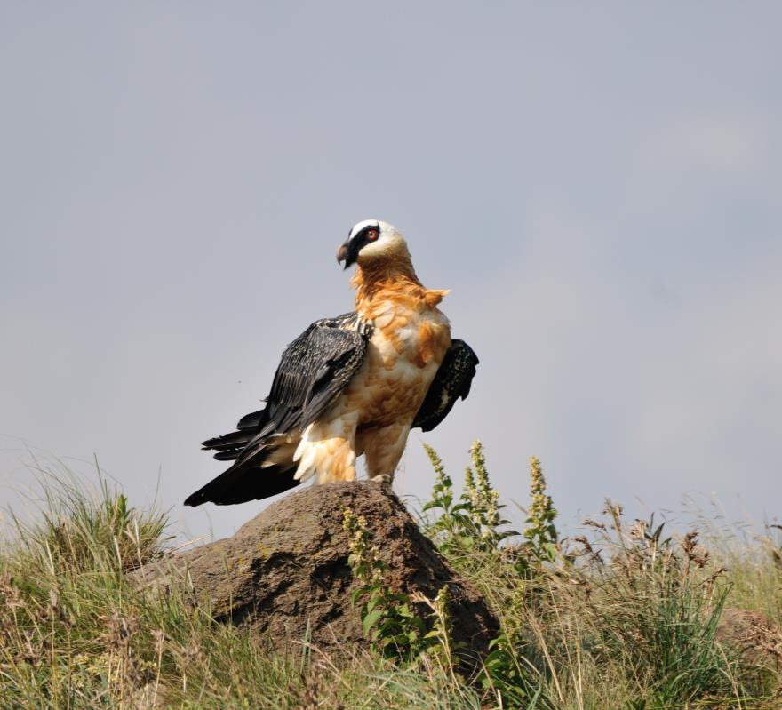 Southern African Biodiversity Status Assessment Report - 2017 Biodiversity Asset: Bearded Vulture (Gypaetus barbatus) Group Birds Common Name Bearded Vulture Scientific Name Gypaetus barbatus