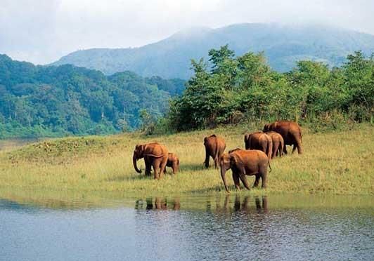Below this thick green canopy roam herds of elephants, sambars, tigers, gaurs, lion tailed macaques and Nilgiri langurs.
