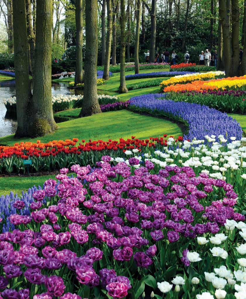 Tulip Serendae Keukenhof EXPERIENCE EUROPE IN THE SPRING, WHEN ITS ANCIENT HEART BLOOMS ANEW There