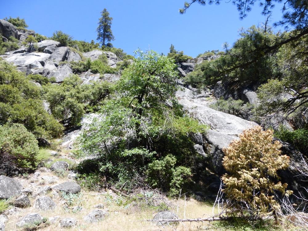 After negotiating this set of trees, one should encounter the view shown in Figure 12 (mark 5 on the map). Note the large ponderosa pine at the top of this picture; it can serve as a trail marker.