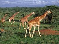 Wildlife abounds with herds of buffalo, giraffe and Kongoni likely to be grazing below.