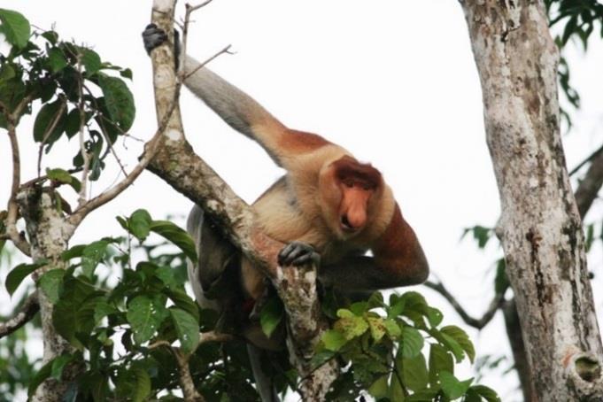 Orang-utans, Proboscis Monkeys and other primates Possibilities of rare mammals including: Asian Elephants, Clouded Leopard and Bornean Gibbon Diverse and