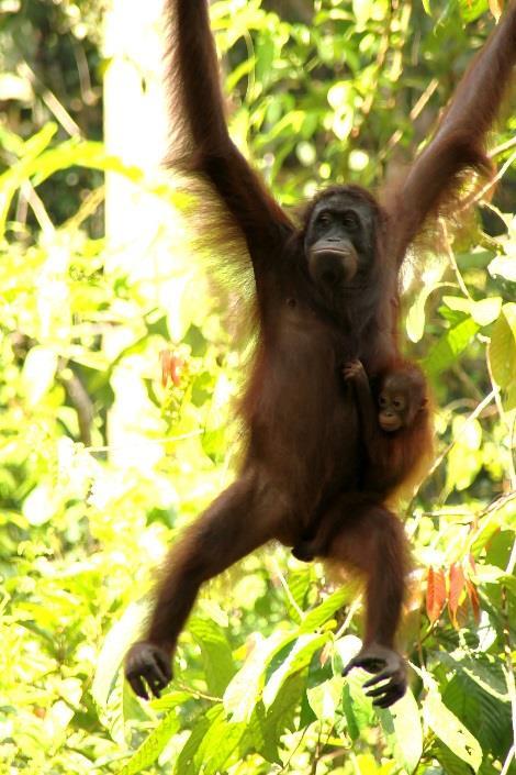 Introduction Borneo s rainforests are extremely rich in wildlife, and this new tour focuses on the diverse and interesting range of mammals found in the Sabah region.