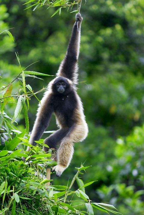 are a way in which these charismatic primates defend their strict territories.