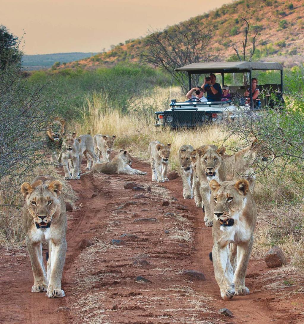 An Exclusive Safari Experience Tuningi s highly