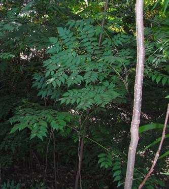 Golden Rain Tree Koelreuteria paniculata Heavy seed set with a 99% viability Wind & water spread