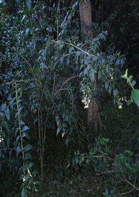 Cestrum is found in all riparian areas of Coffs
