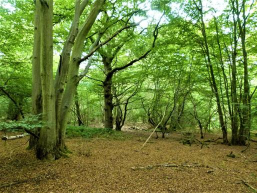 Description Morning Copse is located a short distance southeast of Maidstone in semi-rural Kent and is part of a wider woodland known as Warren Wood, formerly part of the Leeds Castle Estate.
