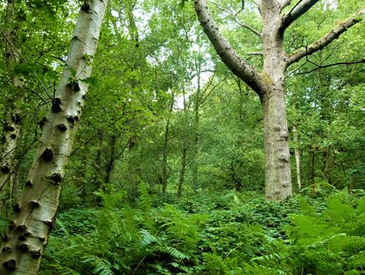 A shrub layer beneath consists of mature hornbeam (known for its good firewood characteristics), young oak, hazel coppice, birch and sycamore.