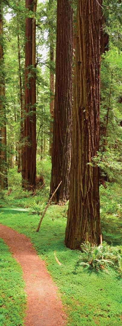 Plan Your Legacy You can remain a hero of the redwood forest long after you re gone by establishing a charitable gift annuity. GIVE AND GET WITH AN It s true.