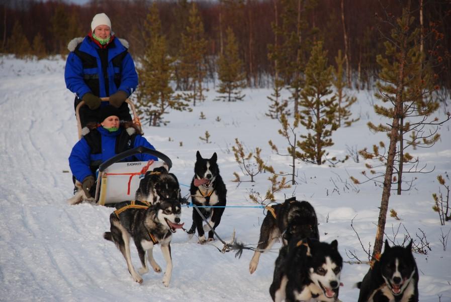 involved in attaching/removing the harnesses and driving the dog sledges by themselves.