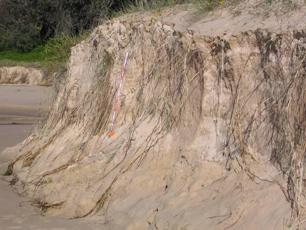 Plate 6: Looking south at the eroded face of the coastal dune caused