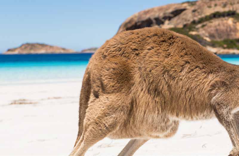 EXCLUSIVE TO KINGS PICK-UP & RETURN FULLY INCLUSIVE TOUR MANAGER SMALL GROUP TOUR RELAXED PACE KANGAROO ISLAND Including Adelide 7 DAYS, 14 TO 0 SEPTEMBER 019 DAY 1 PERTH TO ADELAIDE IFM / D Your