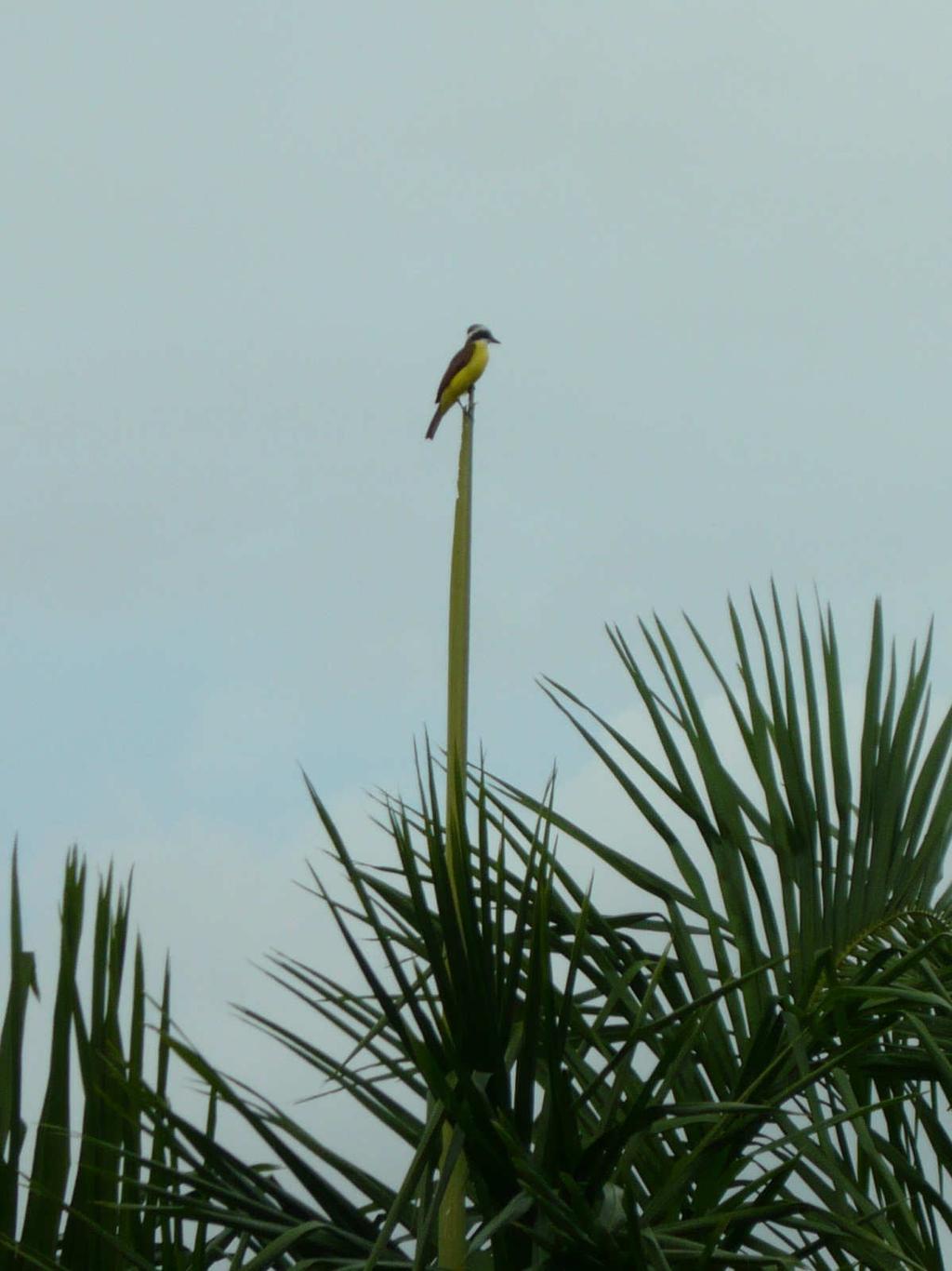 I can t tell you how many times I tried to get a photo of a Kiskadee bird until finally this one sat quietly on the palm tree outside my window It was a wonderful little trip and I would thoroughly