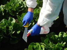 difference between field/lab Lettuce sampling after irrigation